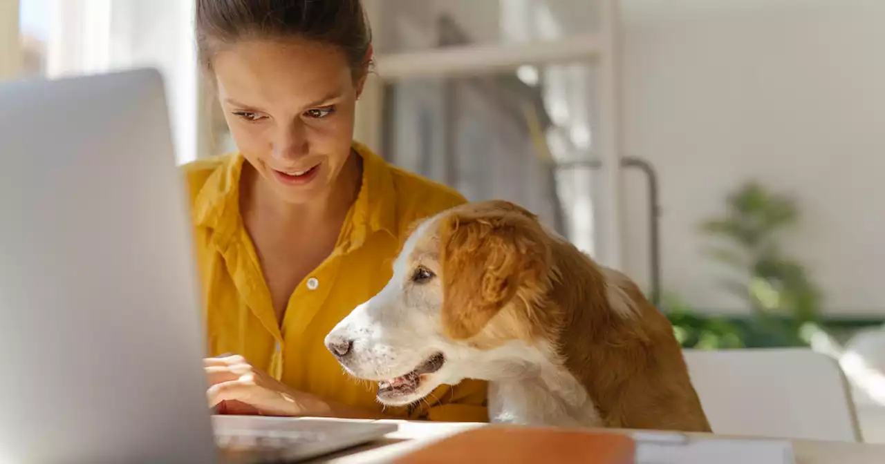 5 great ways to make pet insurance more affordable