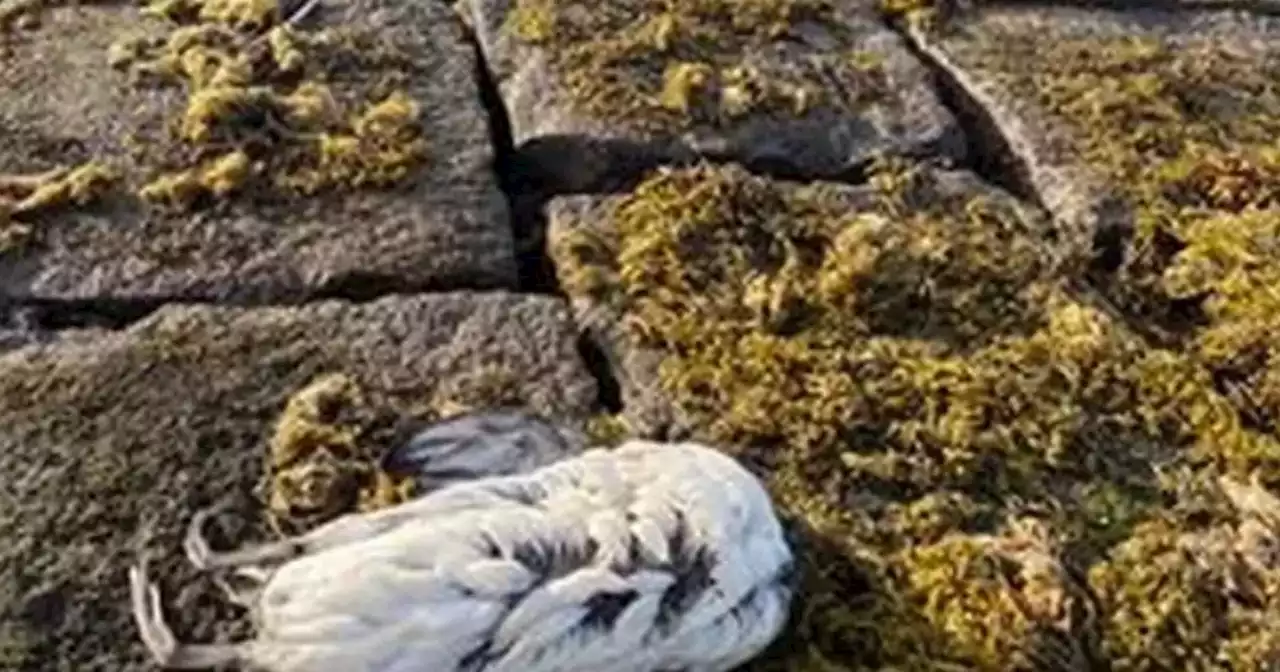 'Disaster' fears as fisherman finds more than 40 dead birds at Scots beauty spot