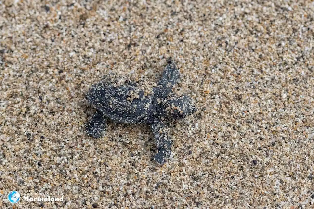 On vous donne des nouvelles des bébés tortues sortis de l'œuf à Villeneuve-Loubet