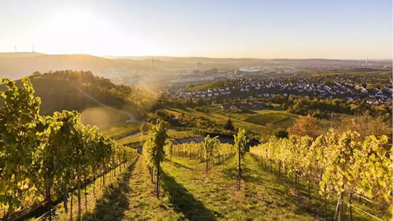 Schöne Geldanlage: Lohnt es sich, in Wein zu investieren?