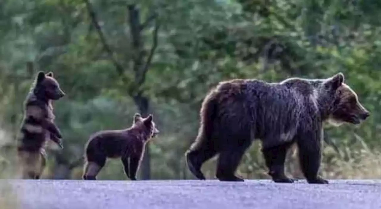 Orsa Amarena uccisa, sequestrato il cellulare del cacciatore Andrea Leombruni