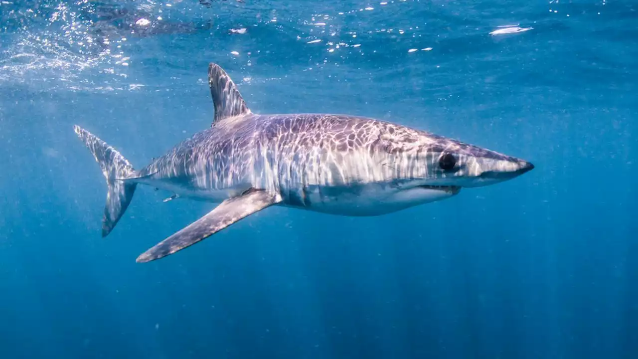 Beachgoers help rescue shark after it washes ashore