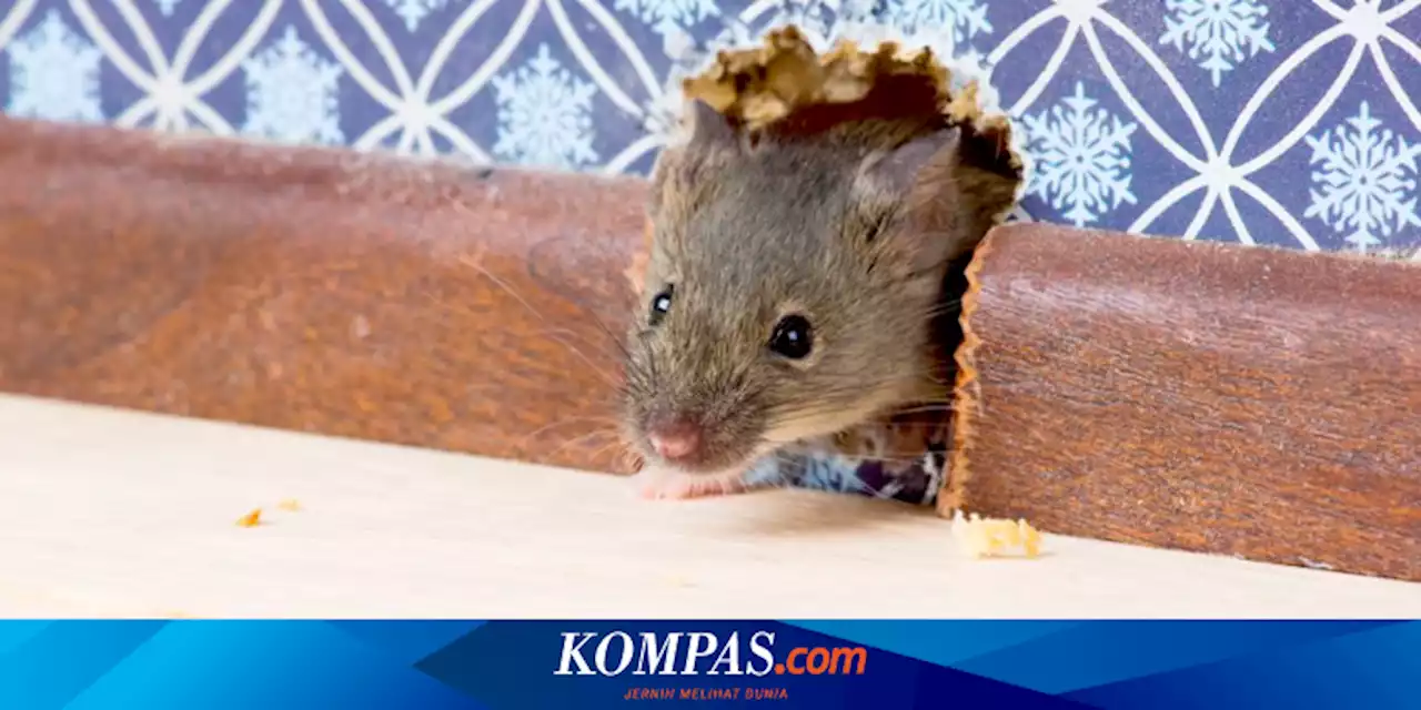 Cara Ampuh Mengusir Tikus Memanfaatkan Kantong Teh, Begini Caranya