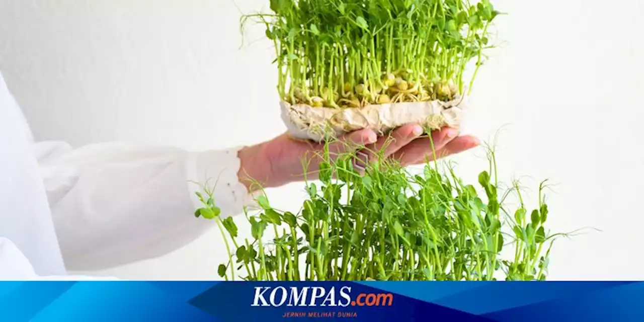 Cara Menanam Microgreen dengan Mudah, Bisa Panen Setelah 7 Hari