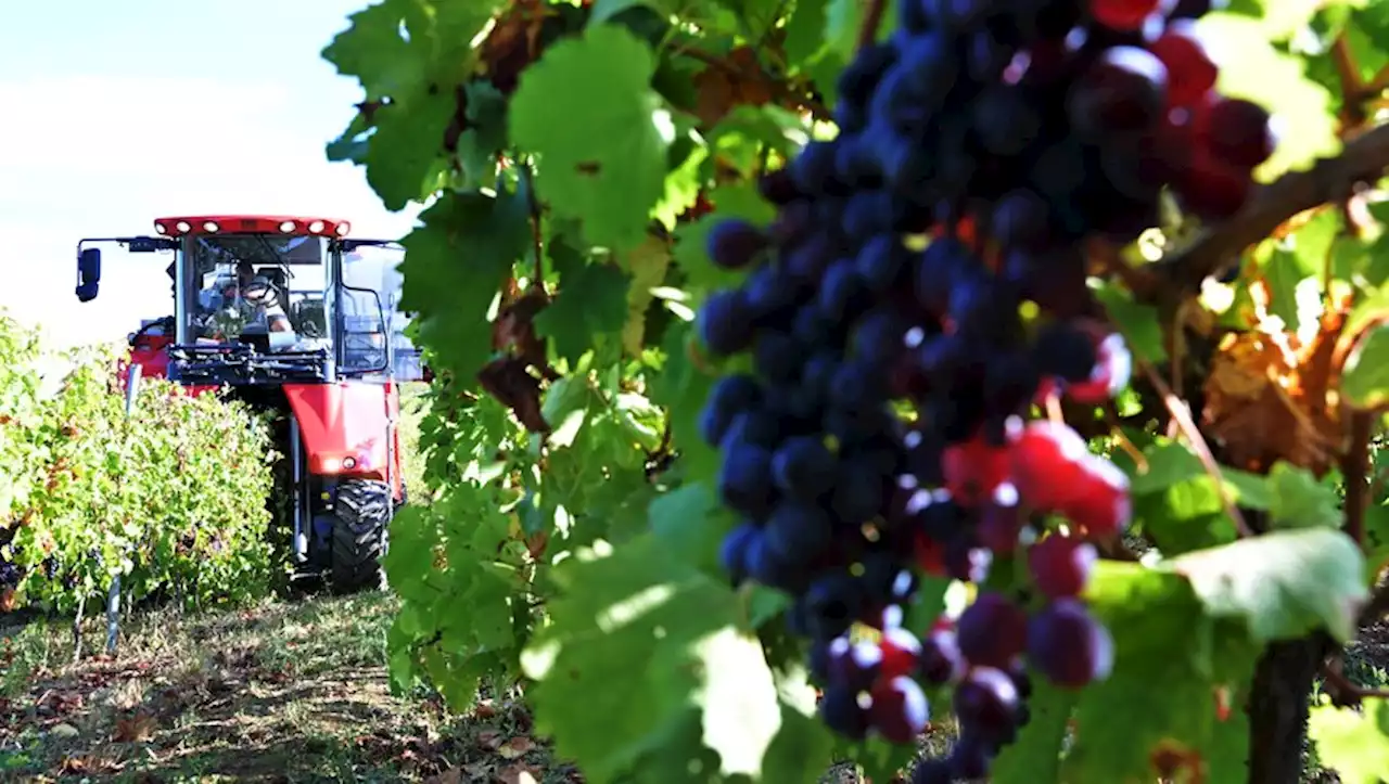 [VIDEO] Des vendanges revues à la baisse dans le Brulhois