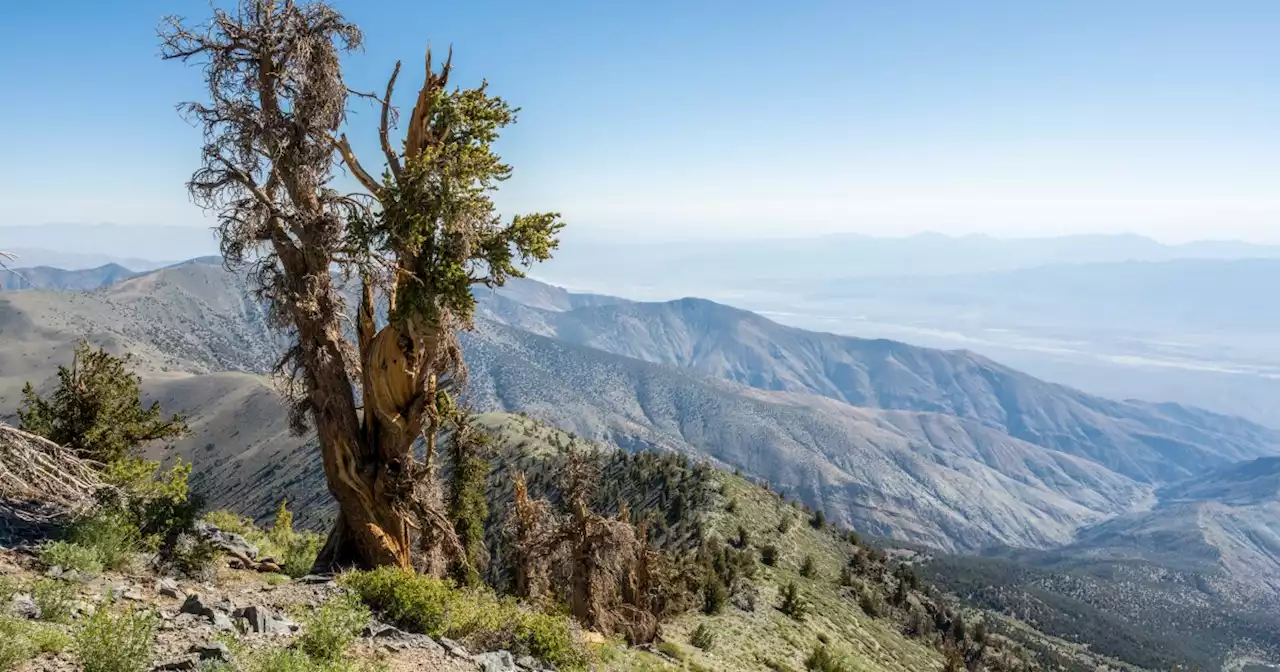 The Ancient Bristlecone Tree Faces Two Major Threats: Bark Beetles And Us