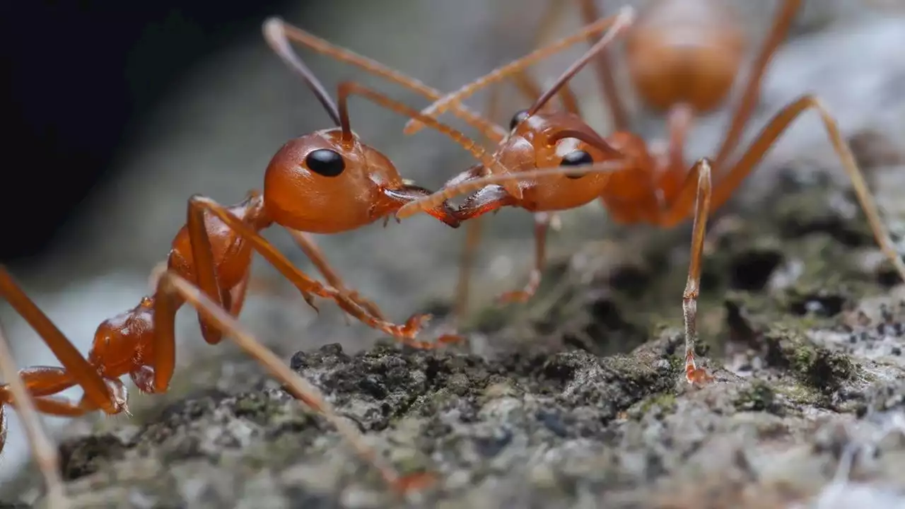 La très invasive fourmi de feu détectée pour la première fois en Europe