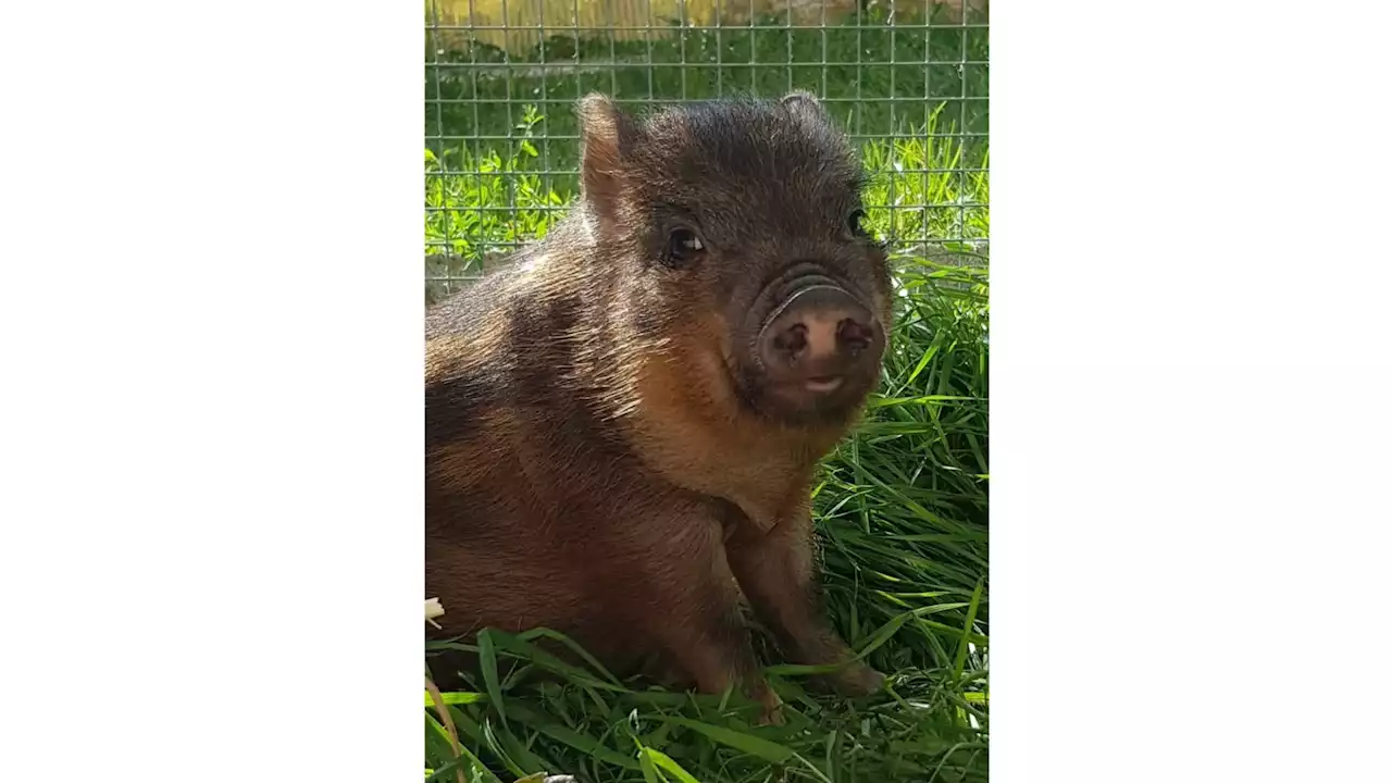 Nach Fund in Klosterneuburger Au: Glücksschweinchen Sissi darf leben!