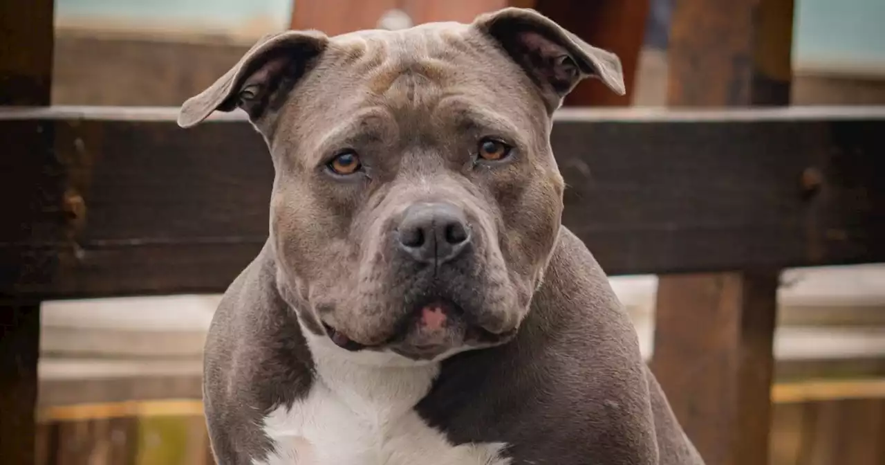 Perros american bully XL serán prohibidos en Reino Unido: 'Es un peligro para nuestras comunidades'