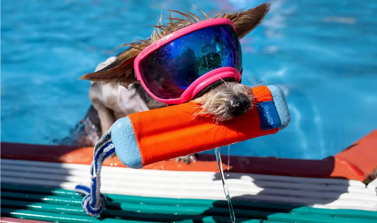 Augsburger Hunde entern das Freibad