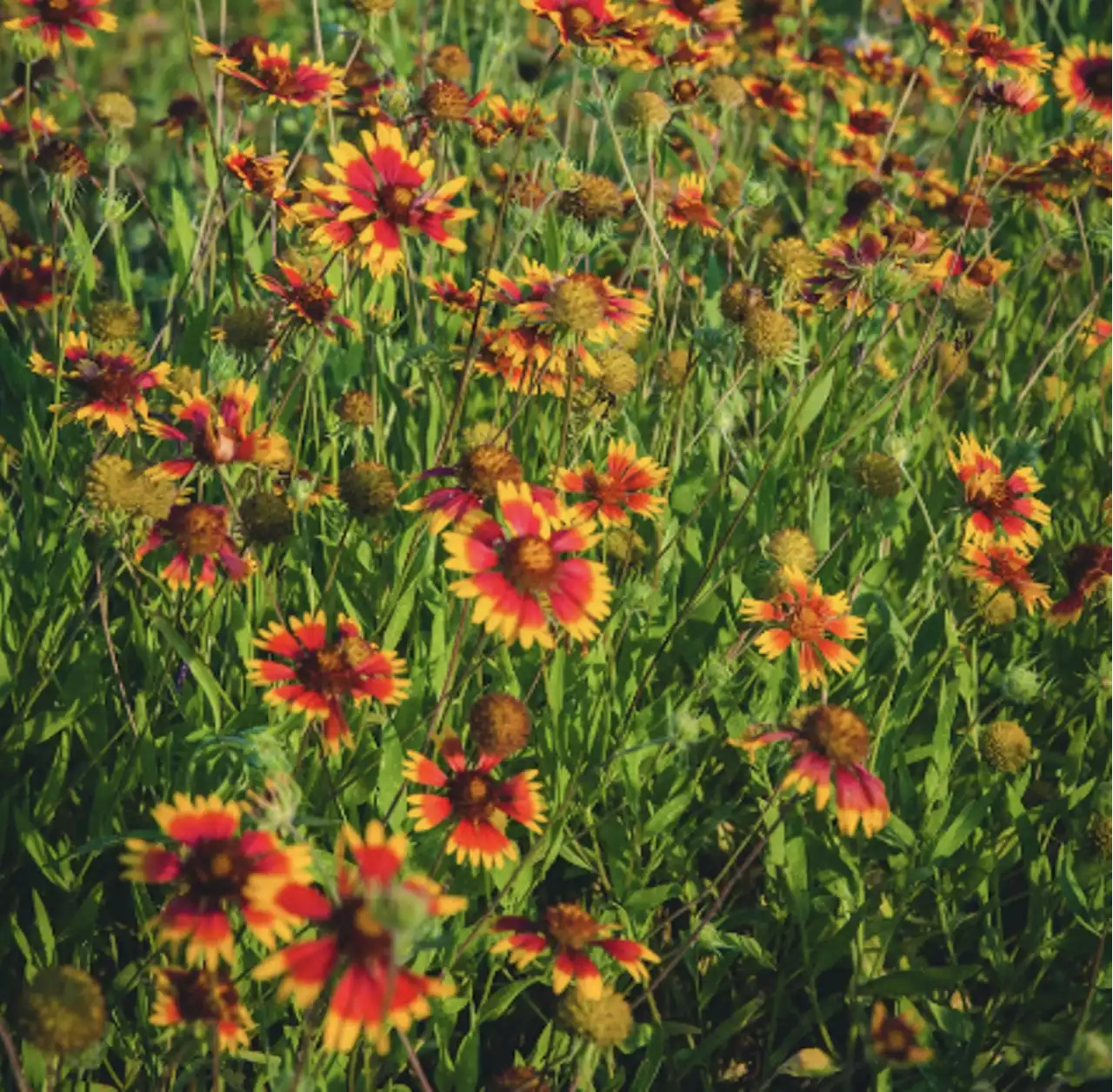 Native Plants 101