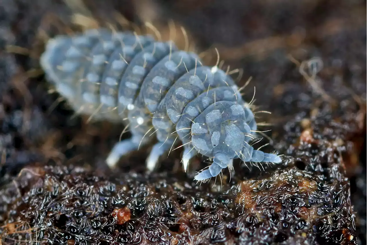 Springtails: The Ancient Masters of Antifreeze and Arctic Survival