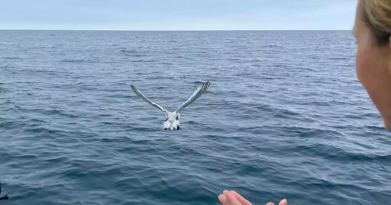 Three tropicbirds returned to sea after being blown ashore by Tropical Storm Hilary