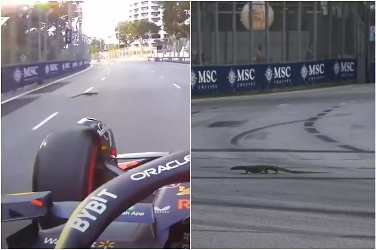 ‘Godzilla had a kid’: Rogue monitor lizards interrupt Singapore Grand Prix practice session