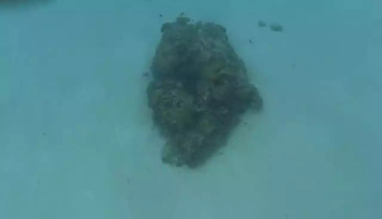 Massive coral reef harvesting found at Rozul Reef in WPS