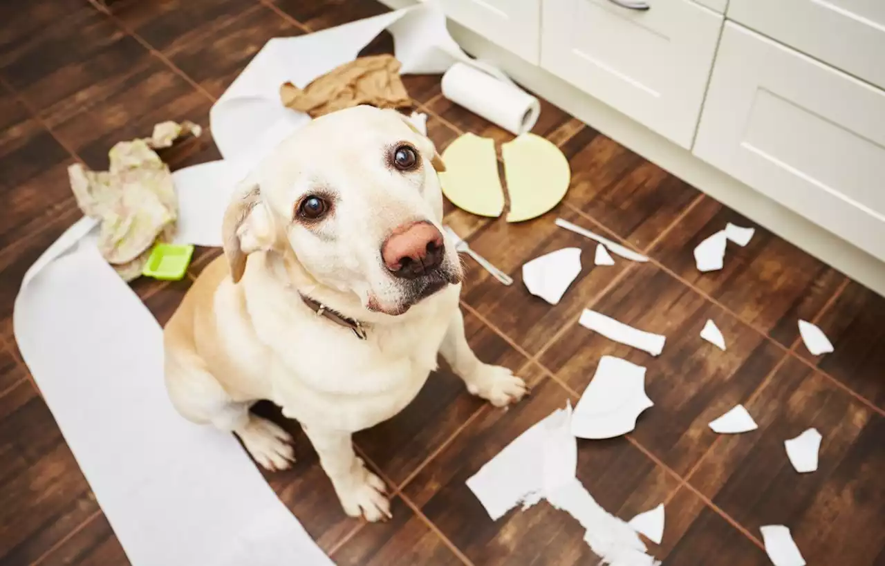 Comment bien éduquer son chien ?