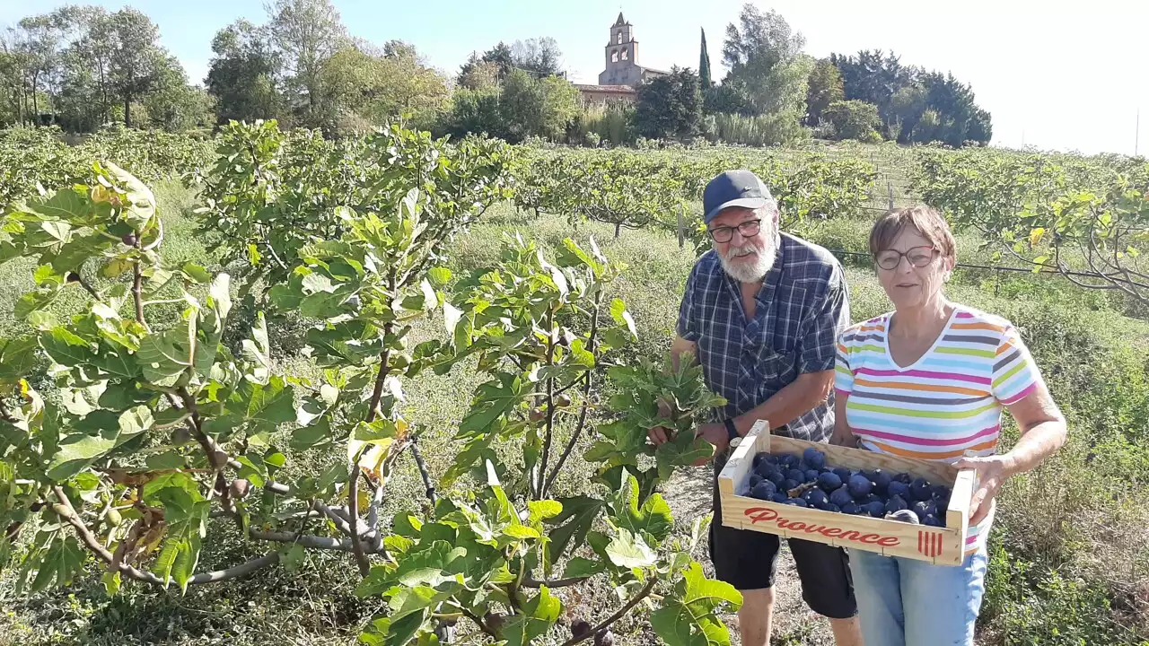 Lauragais : la première saison de cueillette de figues est lancée au verger de Figaro à Aurin