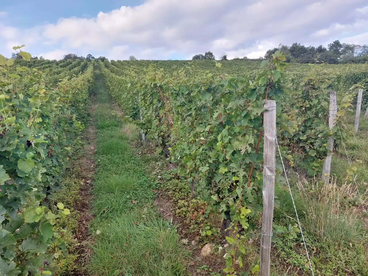 Sarthe : les vignerons sont invités à patienter encore un peu avant de vendanger