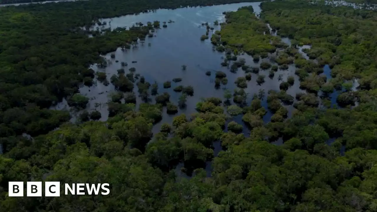 Brazil: 14 killed after plane crashes in Amazon