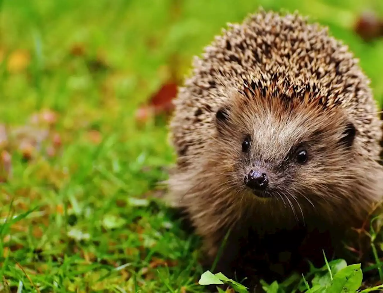 ‘Hedgehog highways’ call for all new South Ribble developments