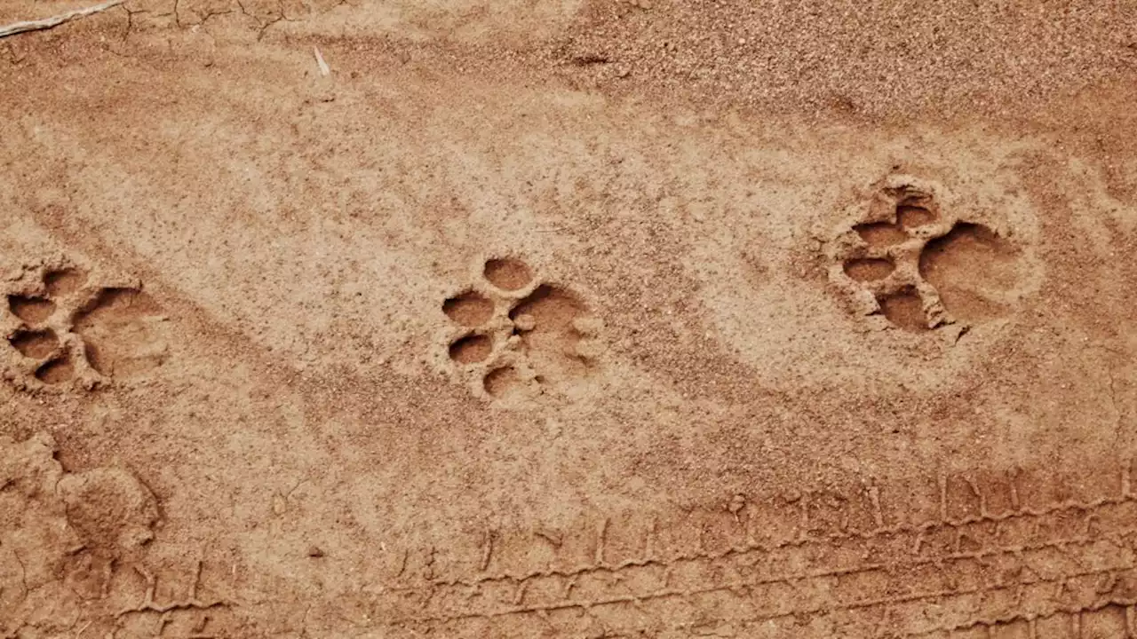 What do you do if you see a leopard in the Cape?