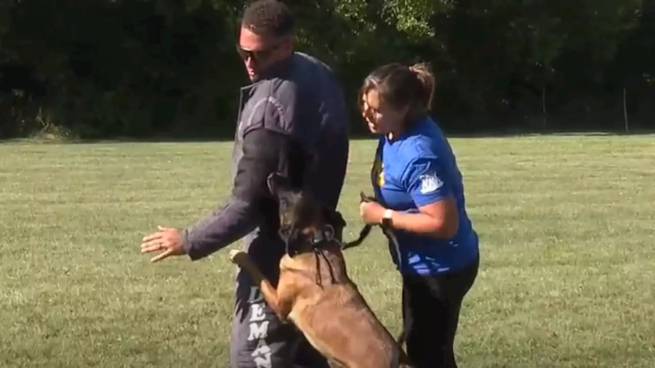 What work goes in to training police K9s in Pennsylvania?