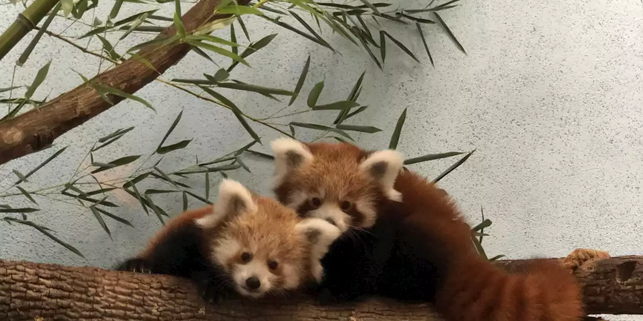 The Birmingham Zoo needs help naming 2 red panda cubs