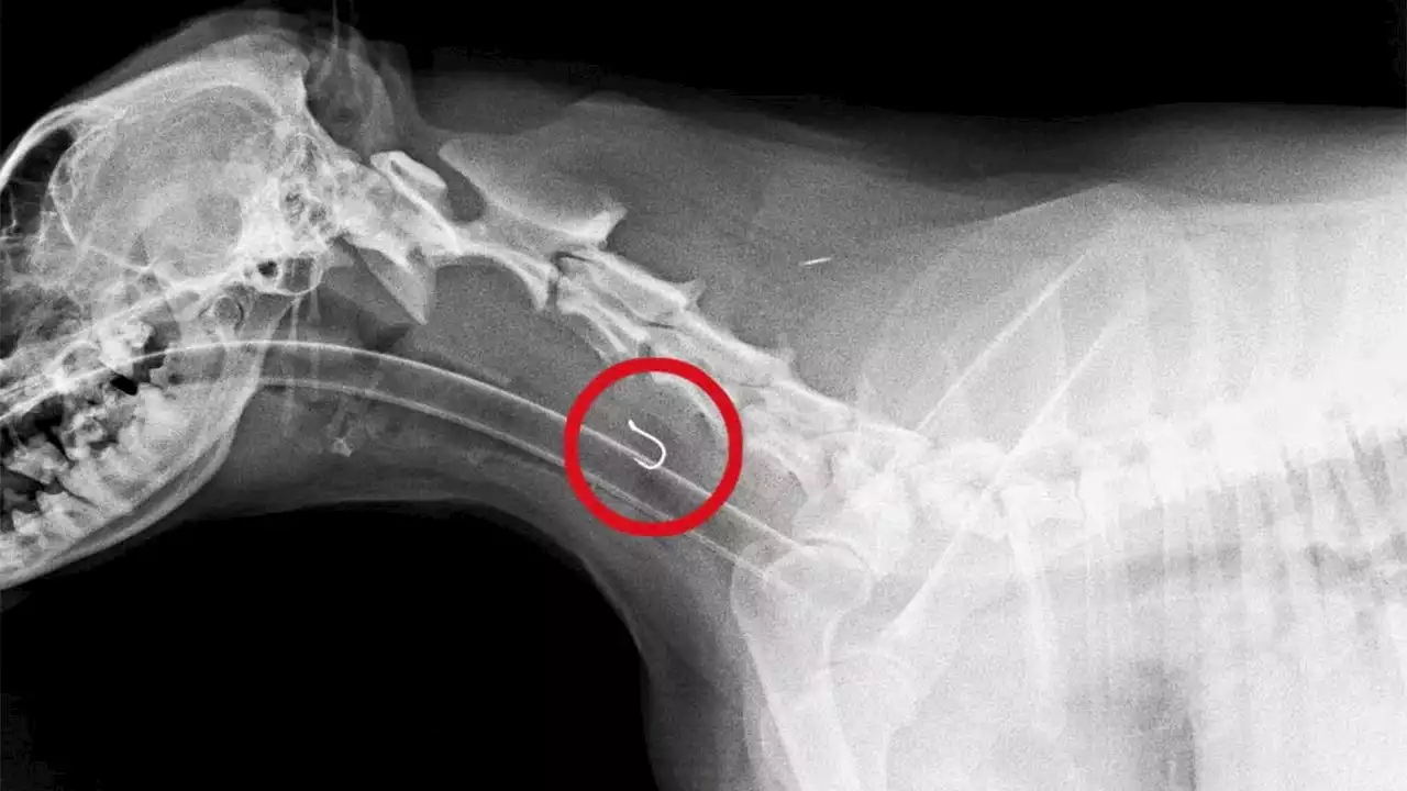 Fishing hook becomes lodged in hungry dog's throat: 'Real challenge,' said veterinary surgeon