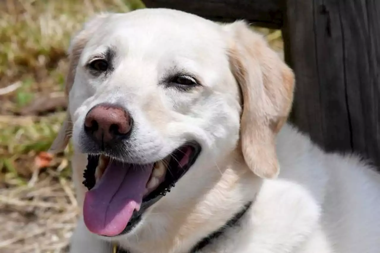 Haute-Saône : la protection civile forme les propriétaires de chiens aux premiers gestes de secours canins