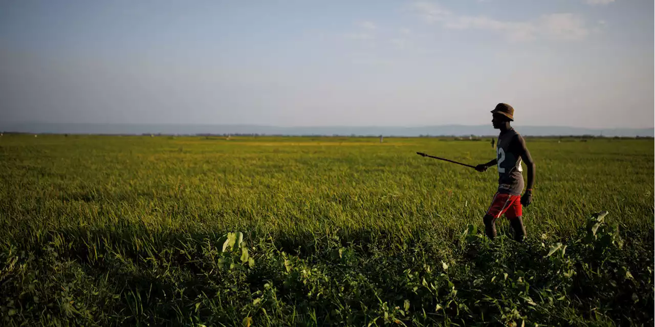 L'“agrodiplomazia” di Israele in Africa