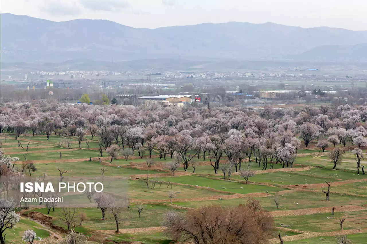 باغستان سنتی قزوین در آستانه ثبت میراث زنده کشاورزی جهان