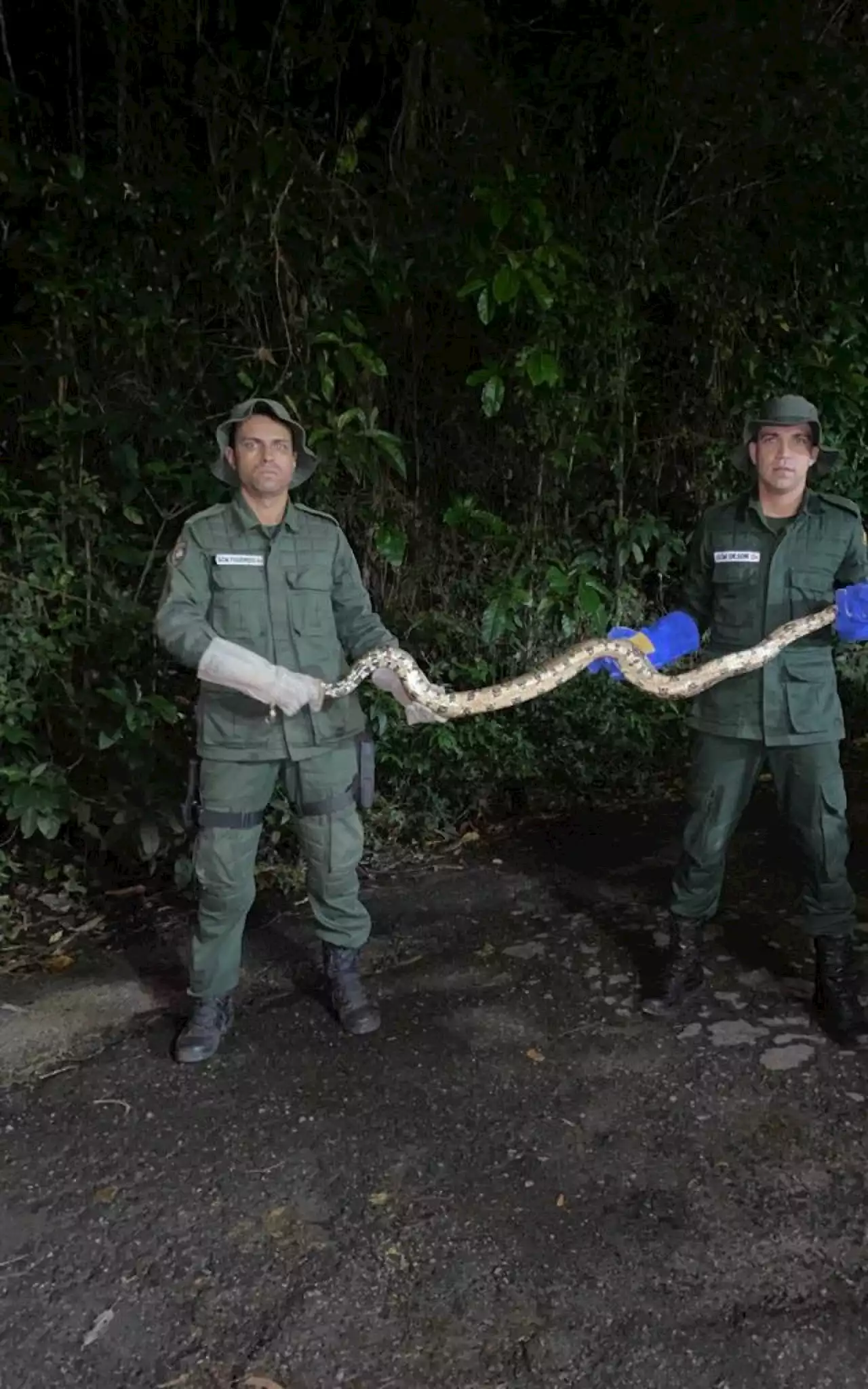 Jiboia é resgatada em árvore no bairro de Jurujuba | Niterói