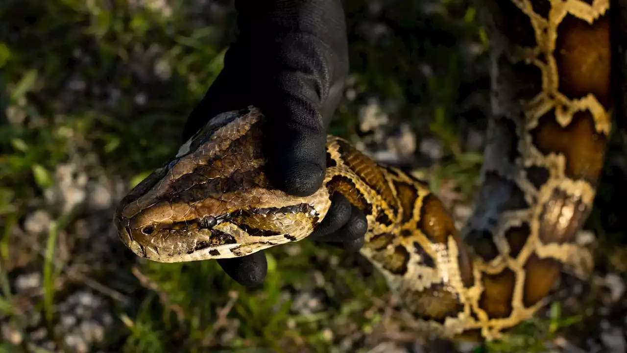 Family catches 20 snakes to win Florida Python Challenge’s $10K grand prize