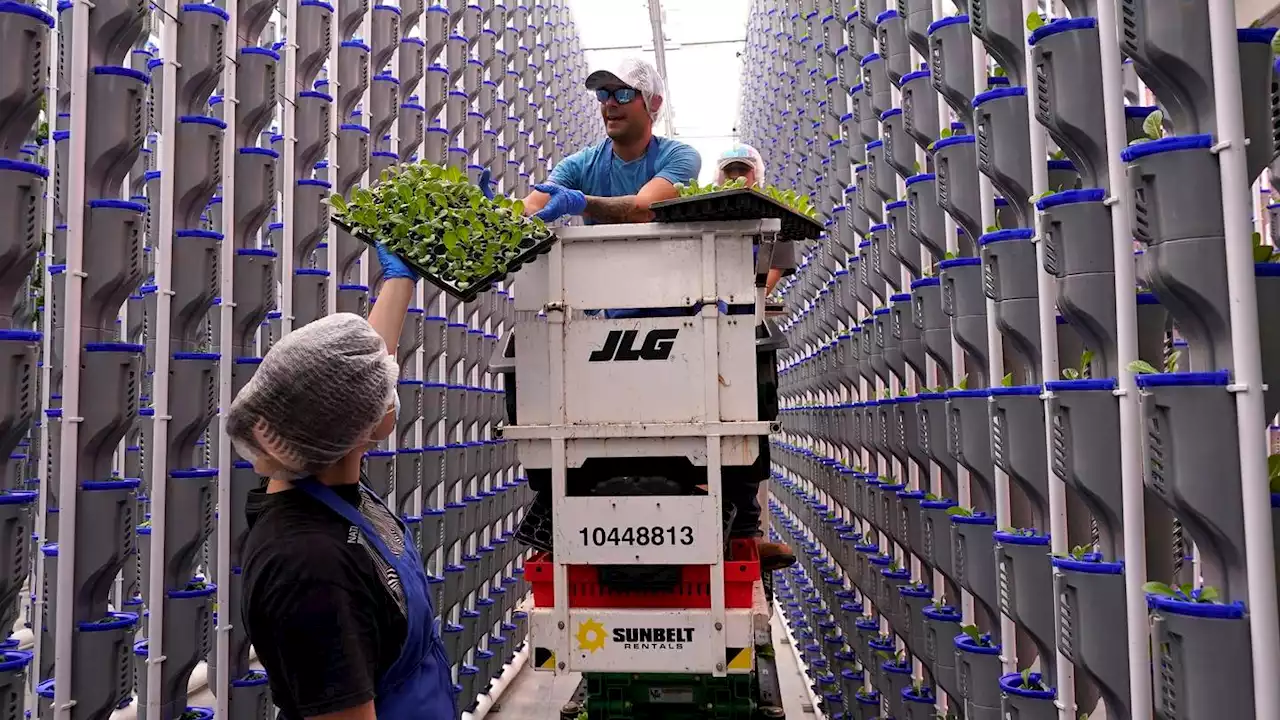 Lots of indoor farms are shutting down as their businesses struggle. So why are more being built?