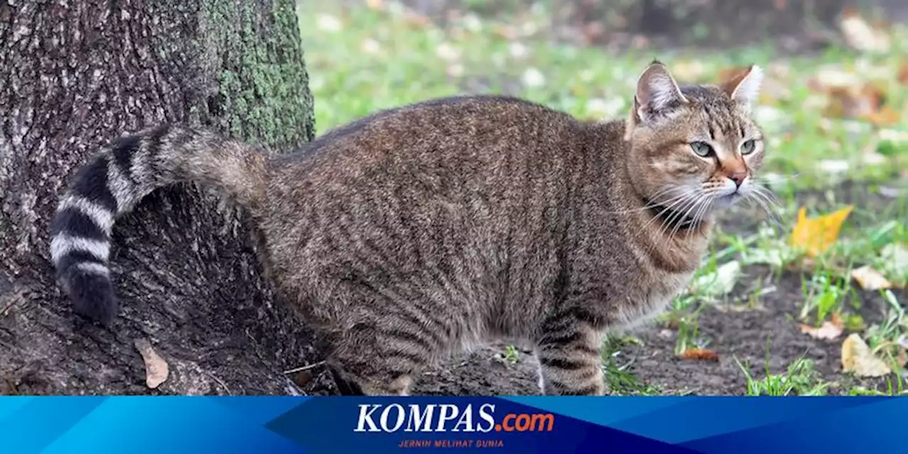 17 Cara Mencegah agar Kucing Tidak Kencing Sembarangan