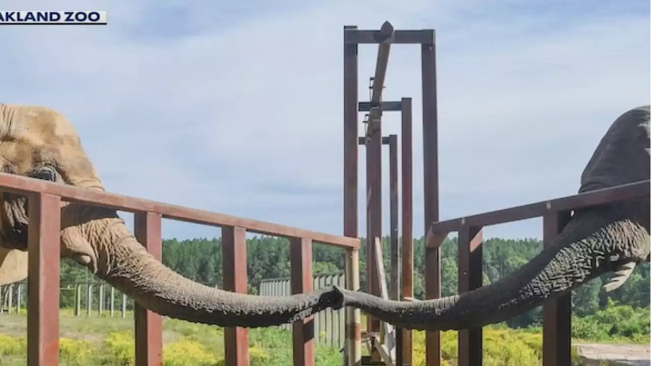 Oakland Zoo's last female elephant moved to new herd in Tennessee