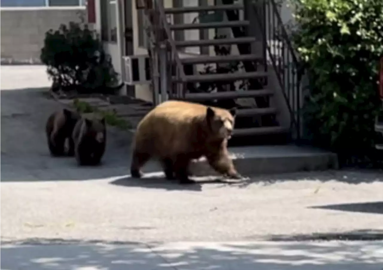 Sierra Madre residents look for solutions amid increased bear sightings