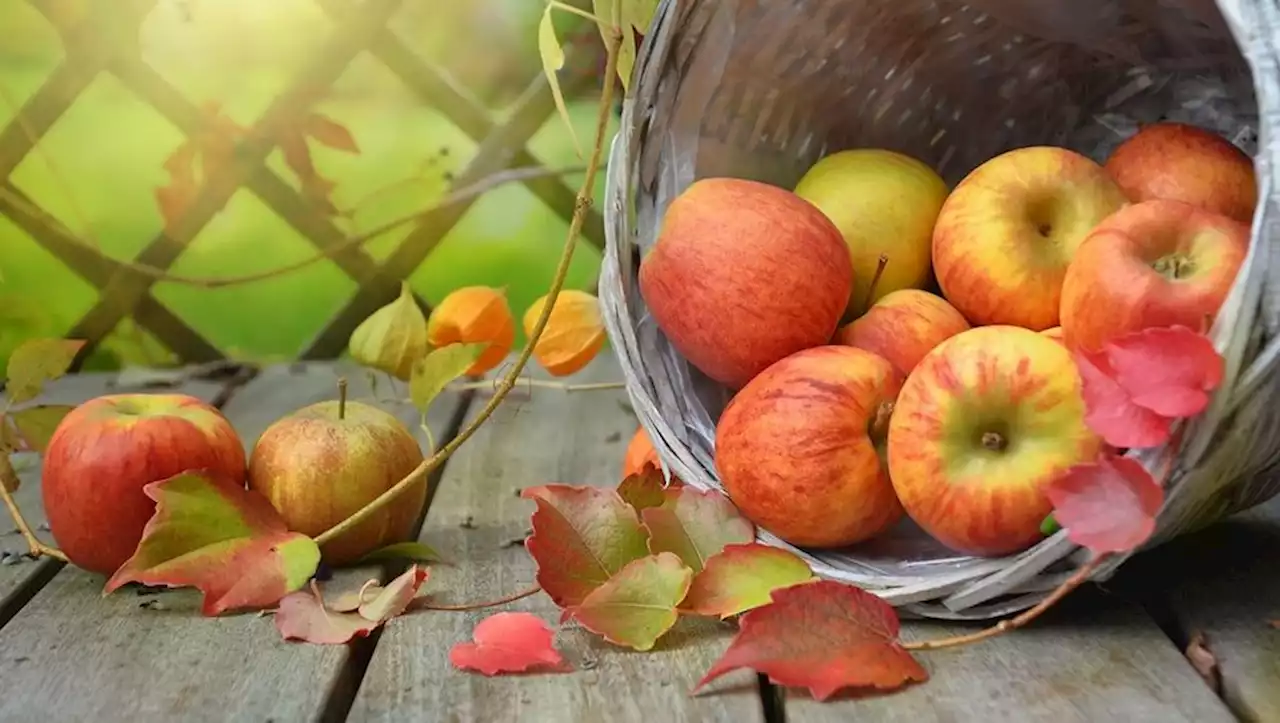 Les passionnés de pommes fabriquent leur jus 100 % artisanal