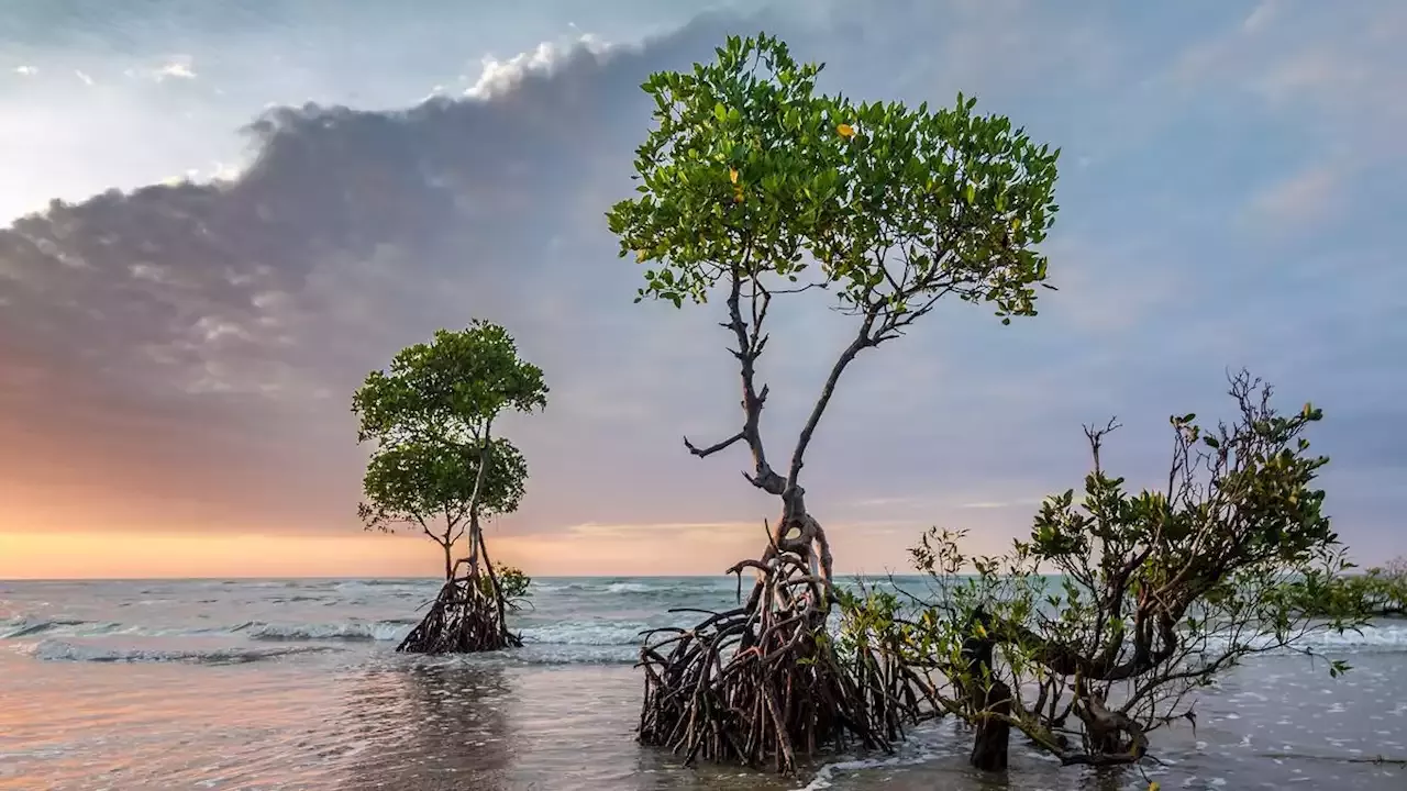 Ekowisata Bale Mangrove, Destinasi Wisata Baru Di Lombok Timur