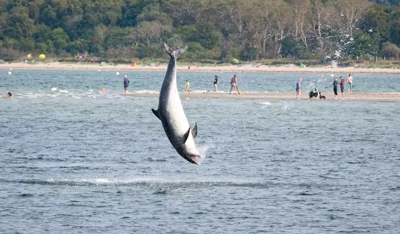 Ostsee: Verspielter Delfin unterhält wieder Strand- und Promenadenbesucher