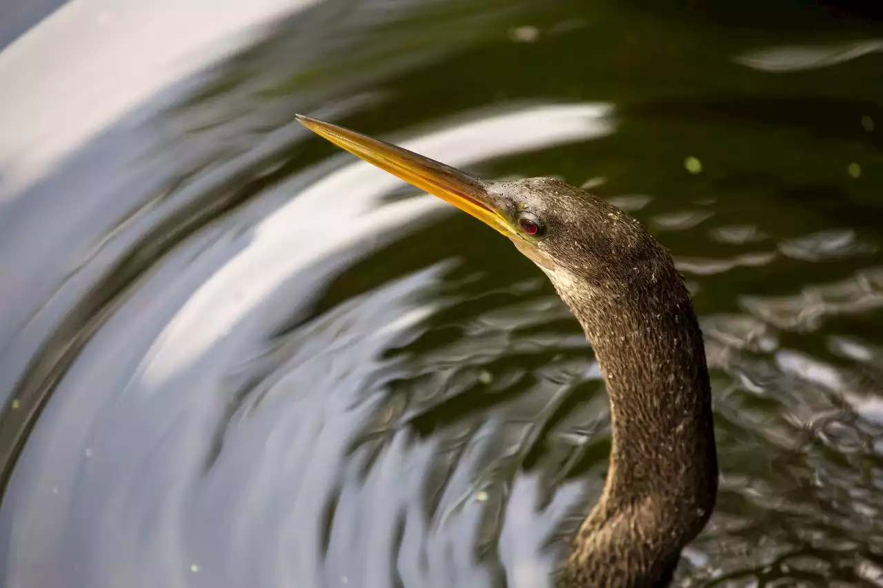 Rare ‘devil bird’ sightings are up in N.J. What does it say about climate change?