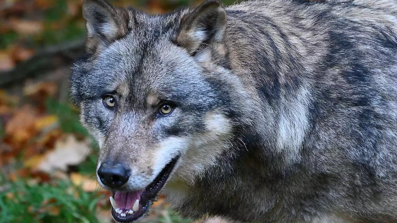 Wolf stößt in Brandenburg mit Auto zusammen und verendet