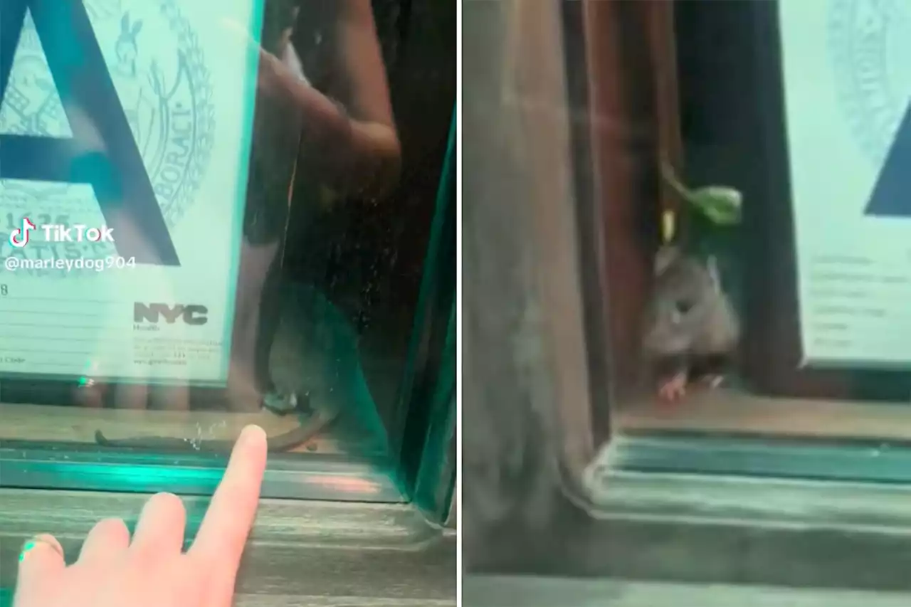 Large rat scurries around grade ‘A’ health inspection sign in window of NYC theater