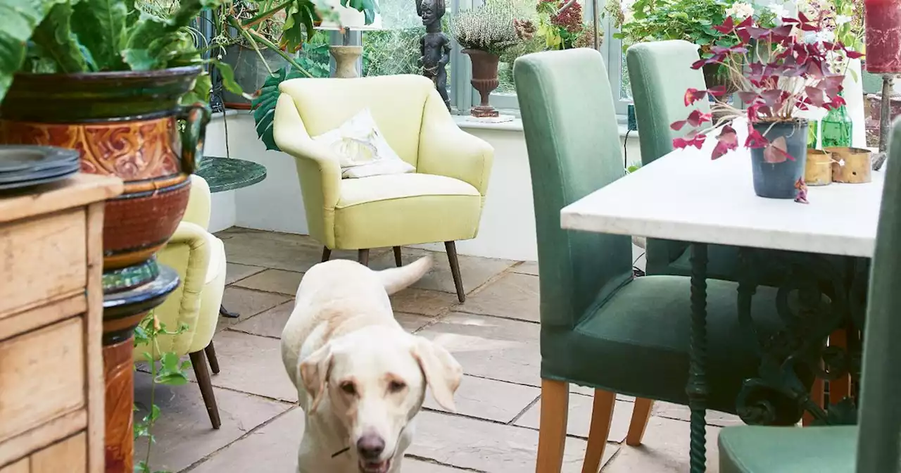 Coordinate your pet dog with your home - see 6 stylish pooches who match rooms