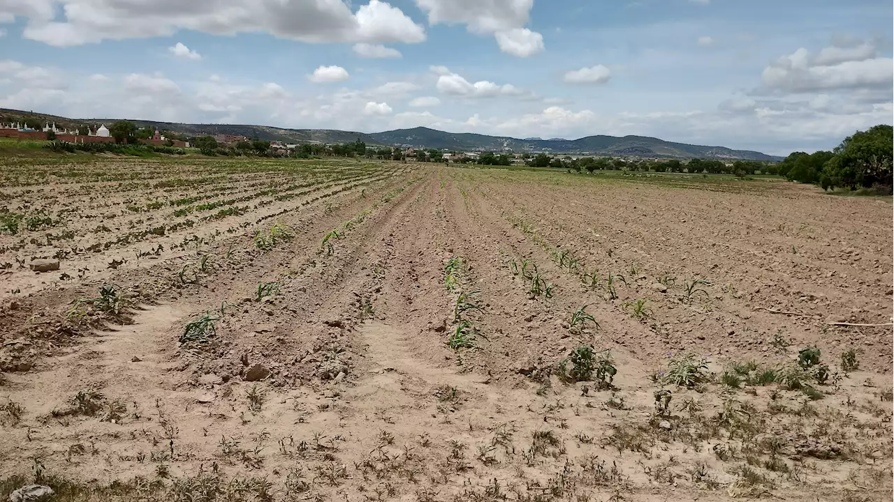 Campesinos denuncian abandono del campo en Guanajuato; acusan falta de recursos federales