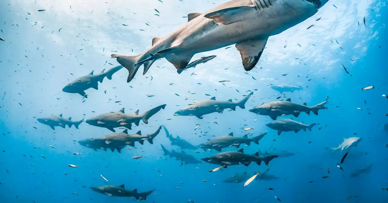 What It's Like to Be a Shark: Dispelling Gory Myths