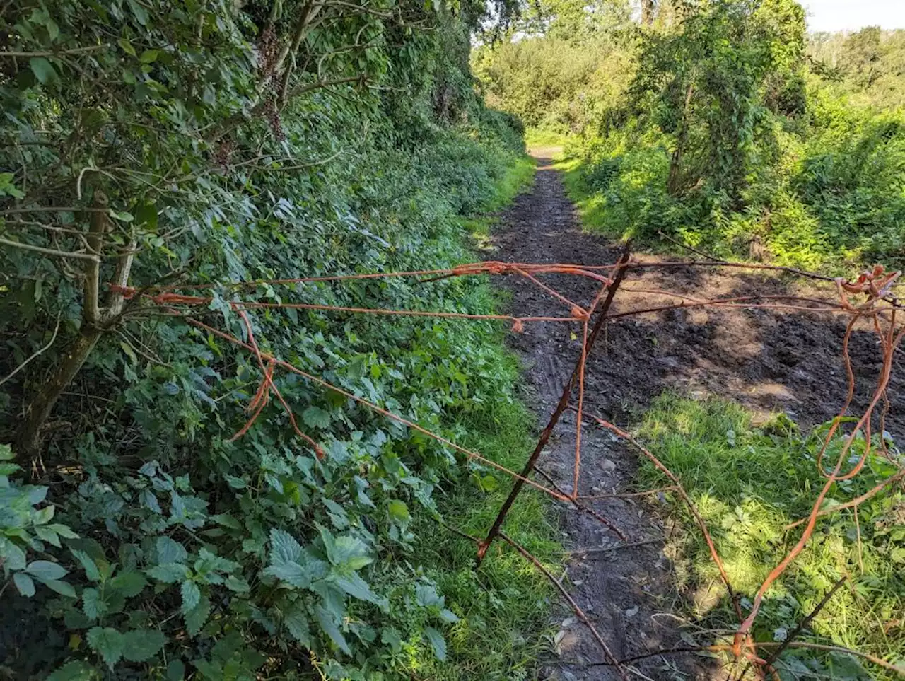 “Luckily I saw it in time”: Cyclist narrowly avoids rope and bramble trap on popular bridleway