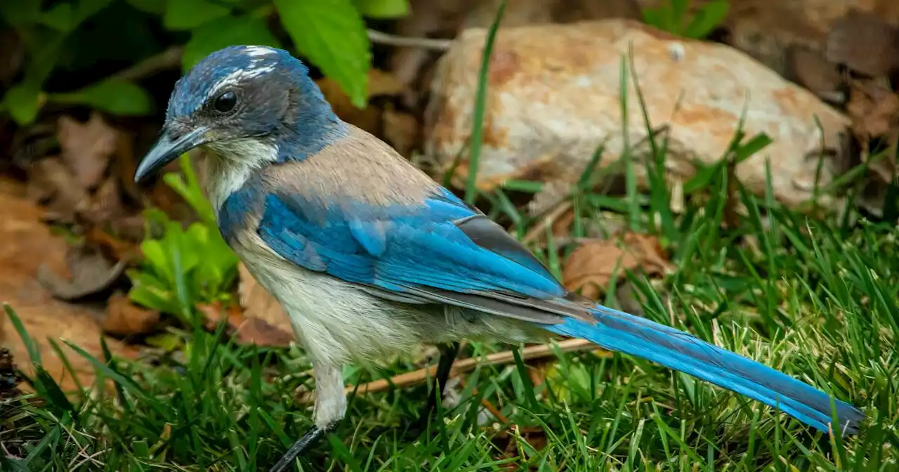 Outdoors: Loneliness doesn't last long with another bird's arrival