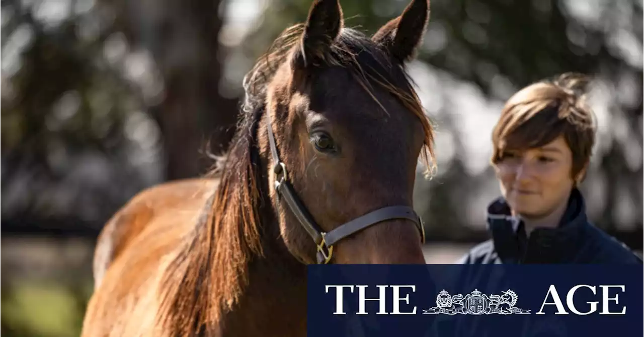 Easter money: Winx’s firstborn to go under hammer at Inglis sale