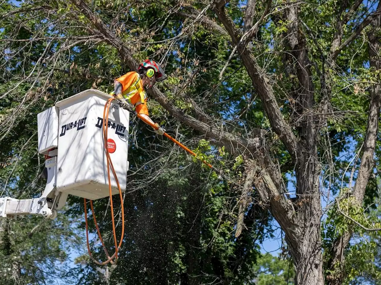 Doing our part to battle deadly Dutch elm disease